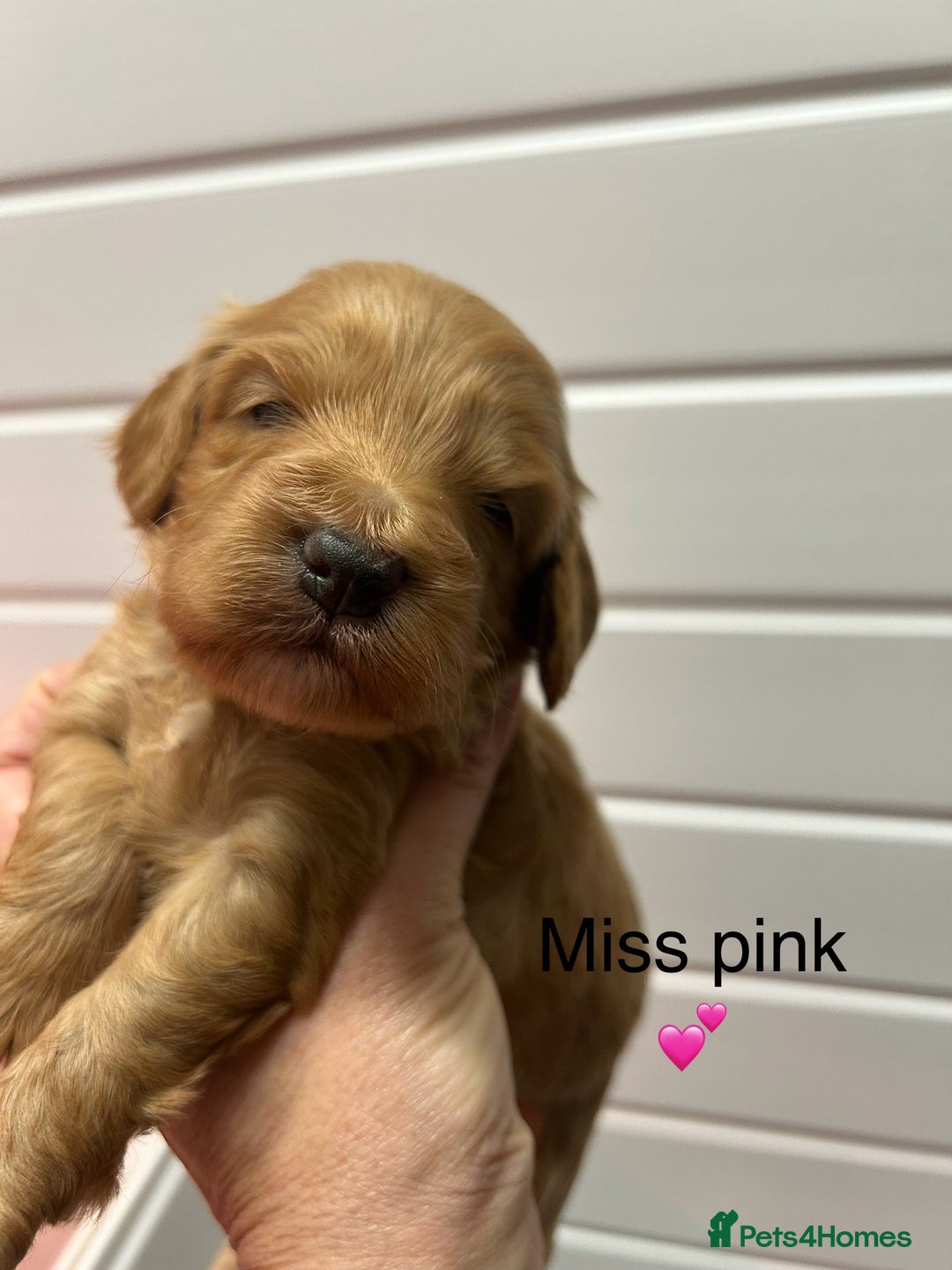 Cockapoo dogs for sale: F1 TOY SHOW TYPE DNA 🧬 CLEAR COCKAPOO BABIES 🧸 - Advert 12