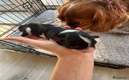 Cavalier King Charles Spaniel dogs for sale: 2 beautiful cavalier King Charles  - Image 13