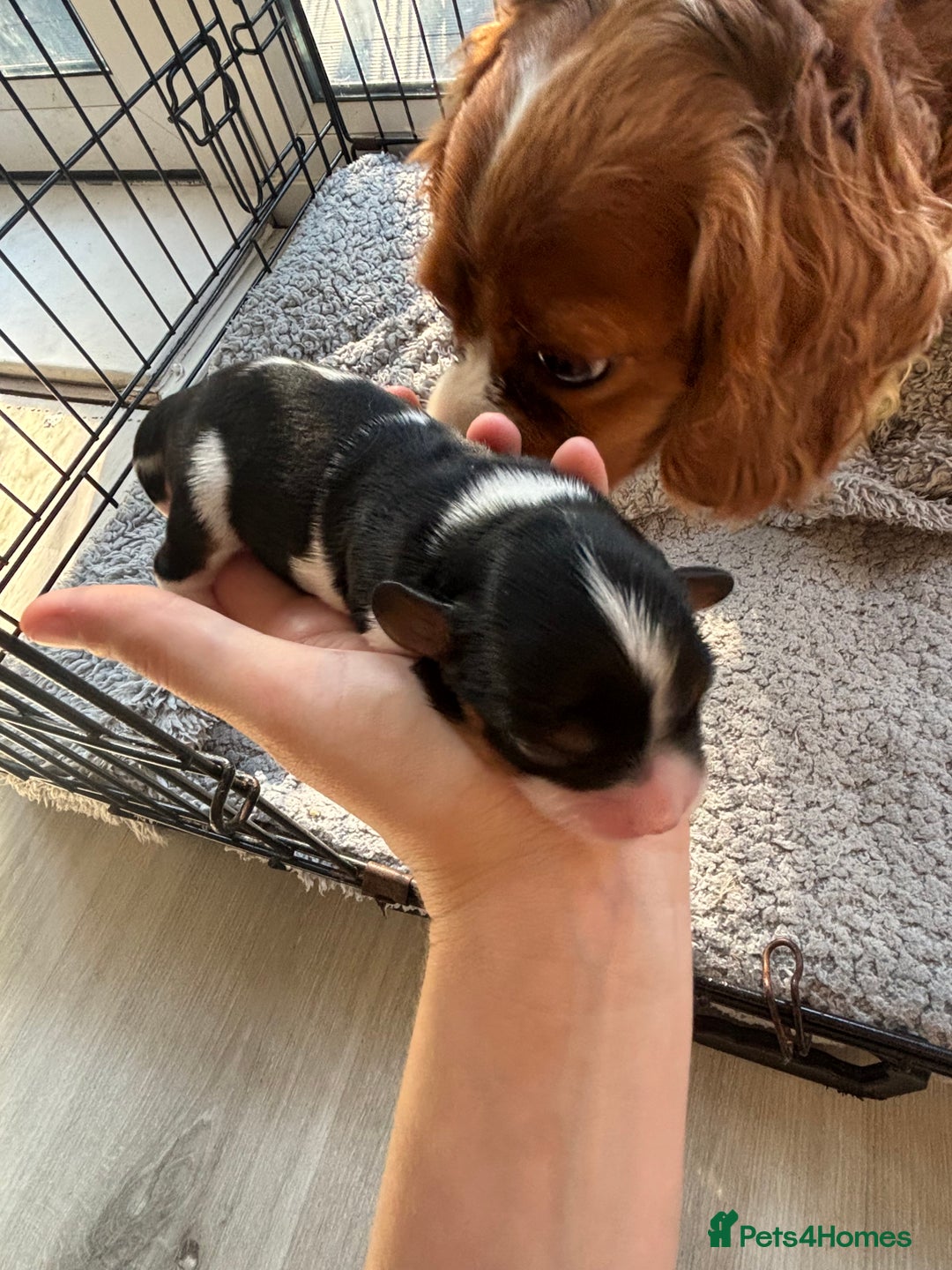 Cavalier King Charles Spaniel dogs for sale: 2 beautiful cavalier King Charles  - Image 13