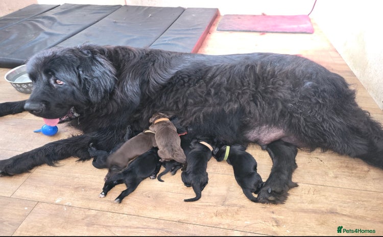 Newfoundland dogs - Advert 2
