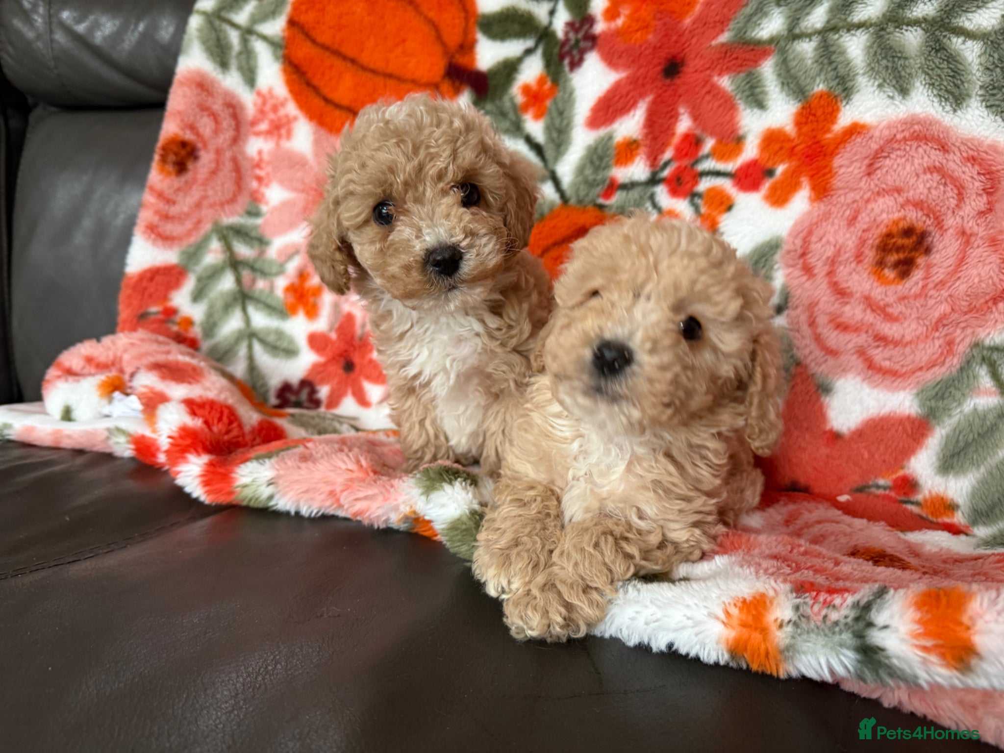 Maltipoo dogs Outstanding Maltipoo Puppies ready now  - Advert 2