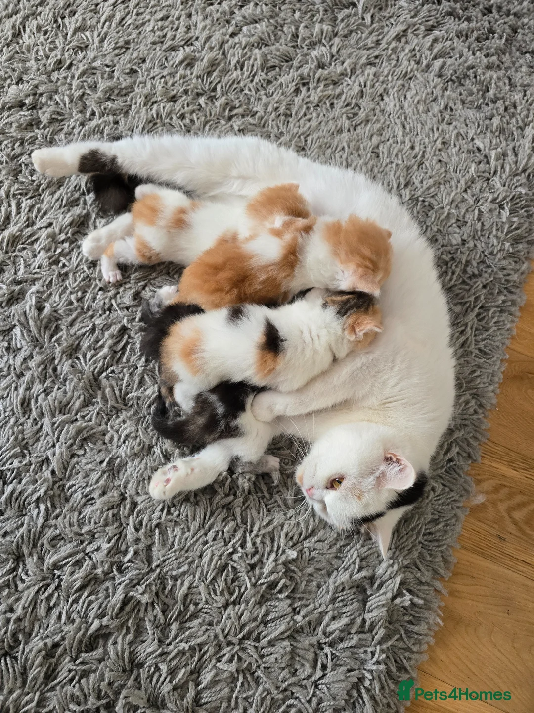 Scottish Fold cats for sale: Lovely Scottish fold/straight Kittens for sale  - Advert 2