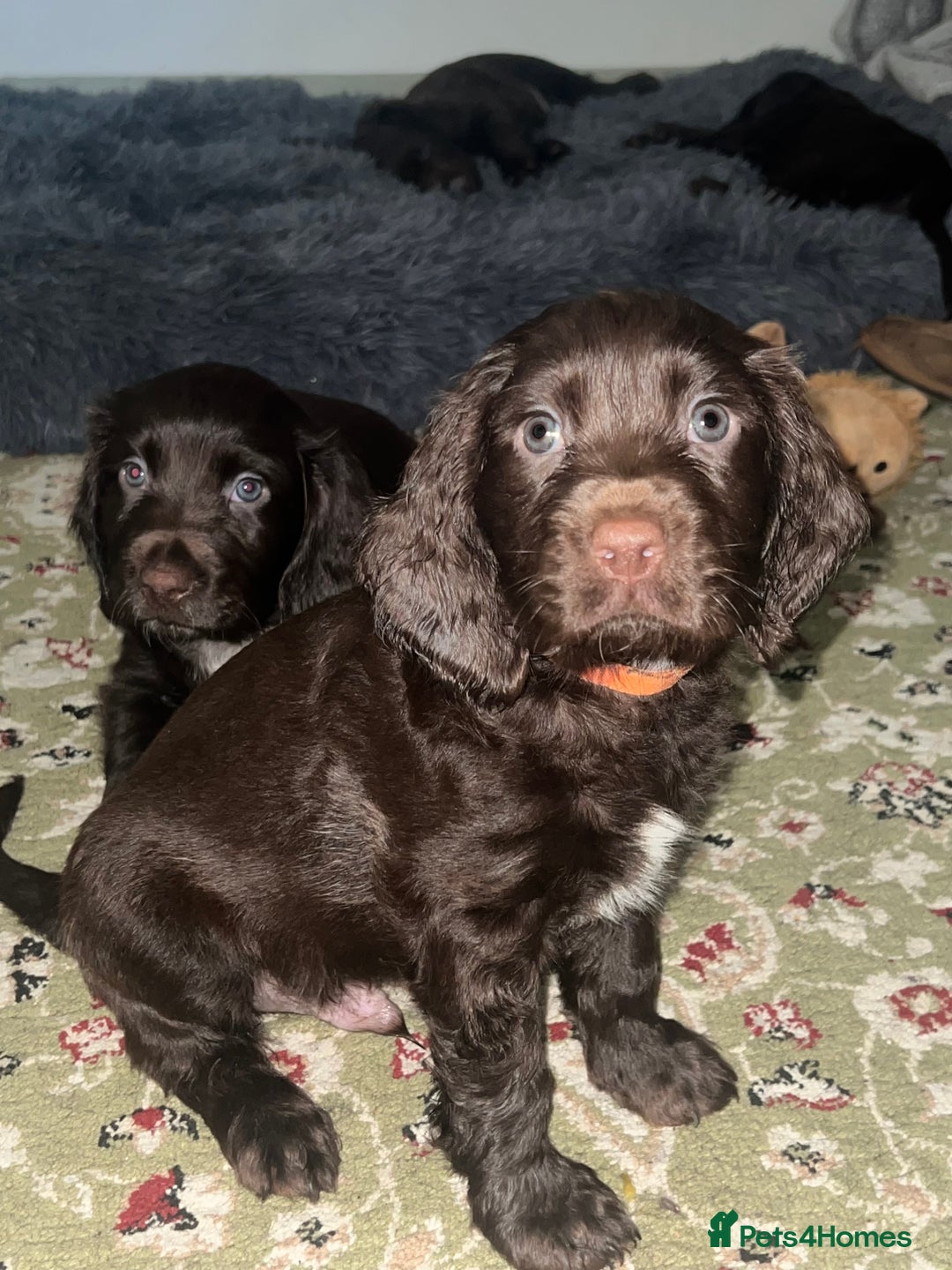 Cocker Spaniel dogs for sale: Beautiful Chocolate Working Cockers - Last 2 boys - Advert 1
