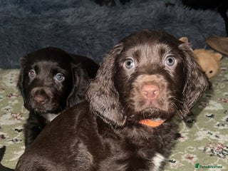Cocker Spaniel dogs Beautiful Chocolate Working Cockers - Last 2 boys - Advert 3
