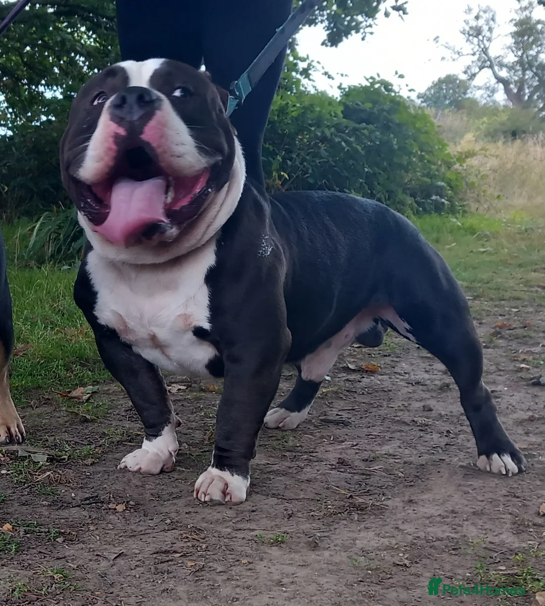 American Bully dogs for stud: Stud available  in Southampton - Advert 2