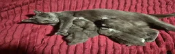 Russian Blue cats for sale: 1 Female Russian Blue X kitten Left  in Bedford - Advert 1
