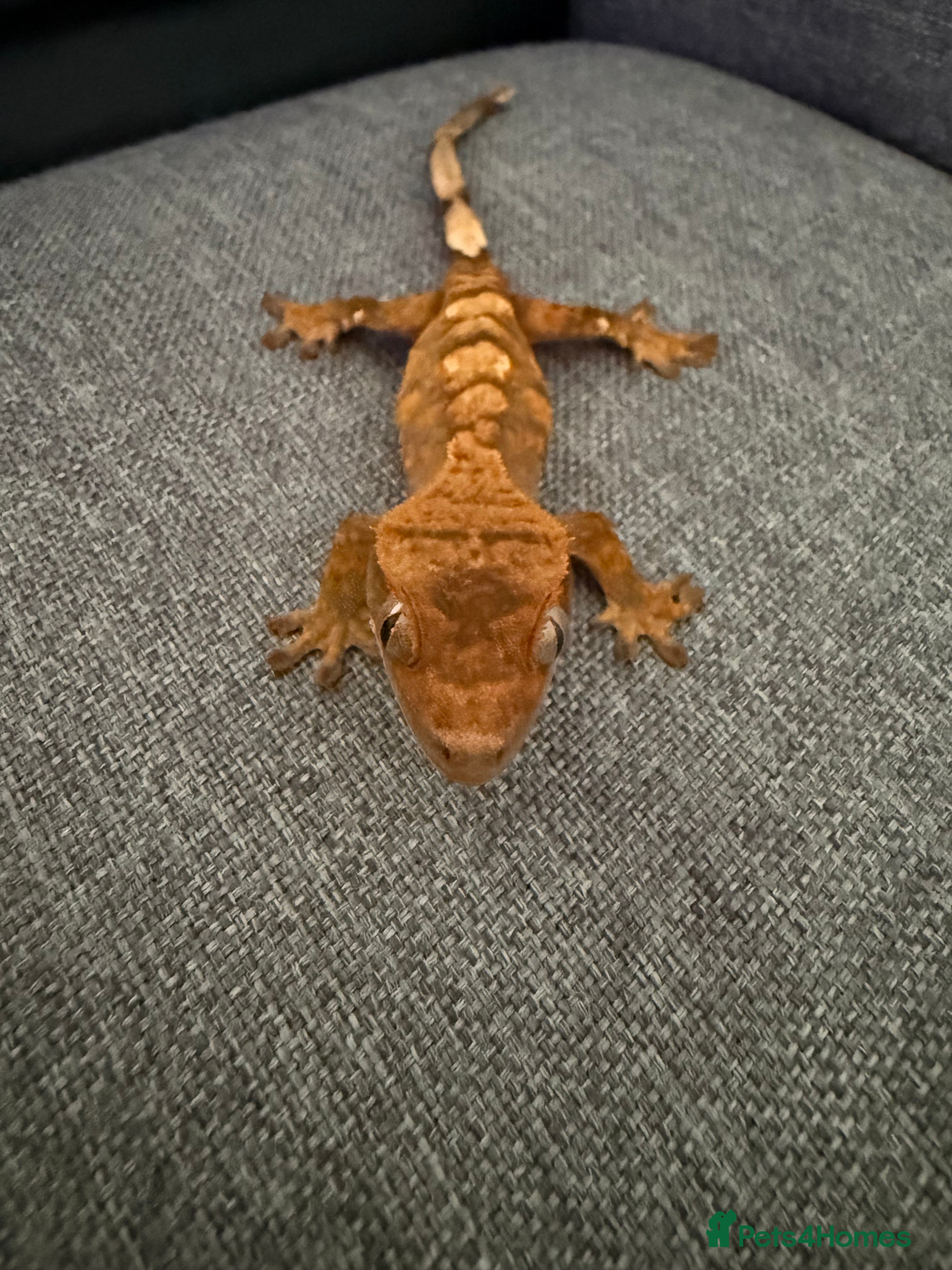 Gecko reptiles Crested Gecko - Advert 1