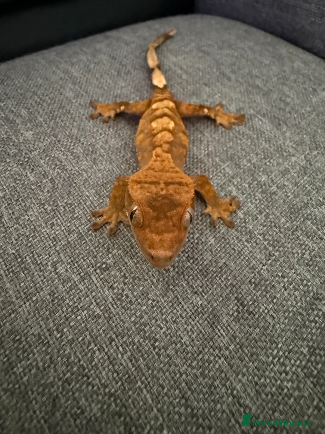 Gecko reptiles for sale: Crested Gecko - Advert 1