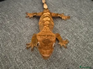 Gecko reptiles Crested Gecko - Advert 1
