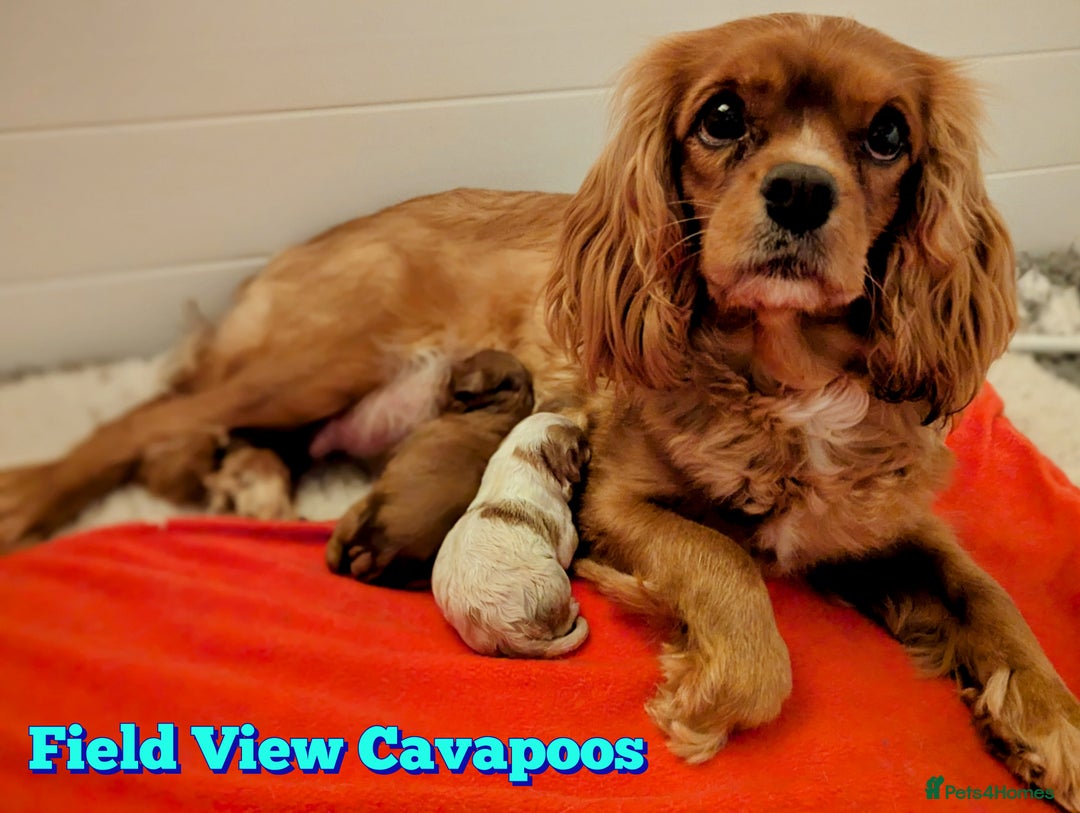 Cavapoo dogs for sale: F1 Extensively Health Tested Cavapoos  - Image 14