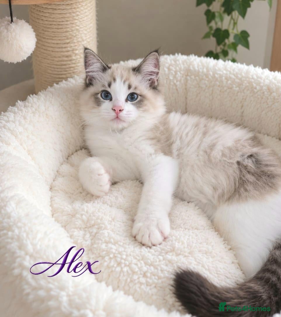 Ragdoll cats 🏆🥇 Last Boy Available ⭐ Premium GCCF Kittens  - Advert 15