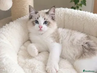 Ragdoll cats 🏆🥇 Last Boy Available ⭐ Premium GCCF Kittens - Advert 15