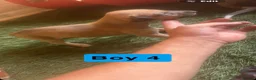 Mixed Breed dogs for sale: Saluki greyhound  - Advert 7