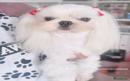Maltese dogs for stud: 🩵Extreme Face Korean Maltese For Stud 🧬 CLEAR🩵 - Image 4