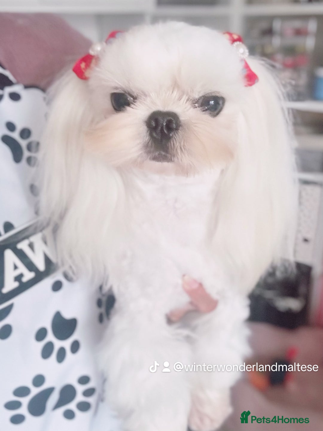 Maltese dogs for stud: 🩵Extreme Face Korean Maltese For Stud 🧬 CLEAR🩵 - Image 4