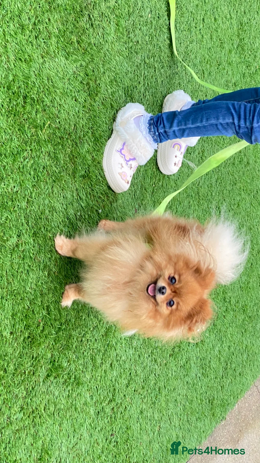 Pomeranian dogs for sale: pomaranian puppy for sale  - Advert 15