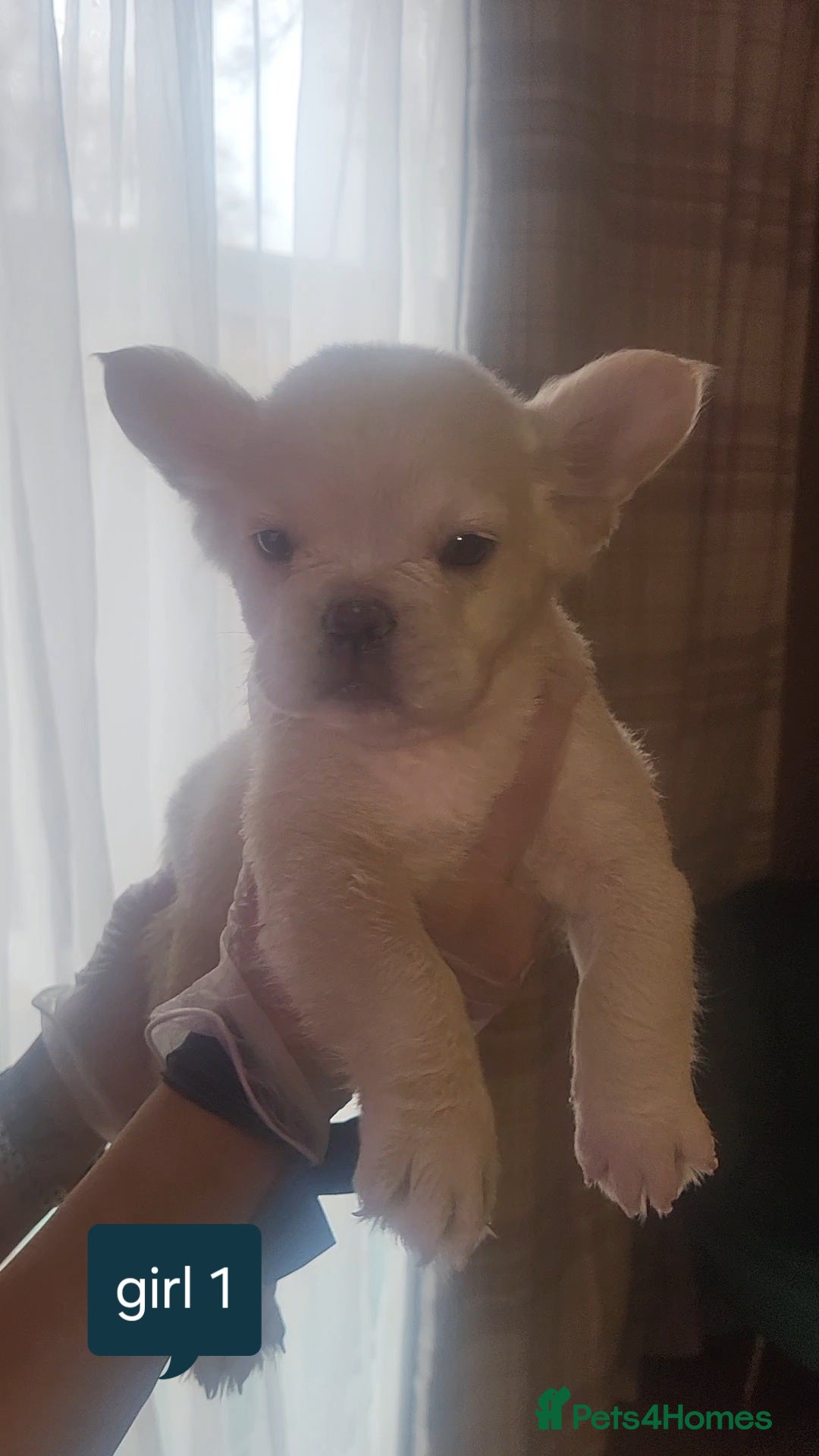 French Bulldog dogs for sale: New shade french bulldogs - Advert 32