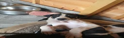Lurcher dogs for sale: Lurchers in Newbiggin-by-the-Sea - Advert 7