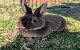 Rex rabbits for sale: Last 3 Mini Rex Babies - Image 5