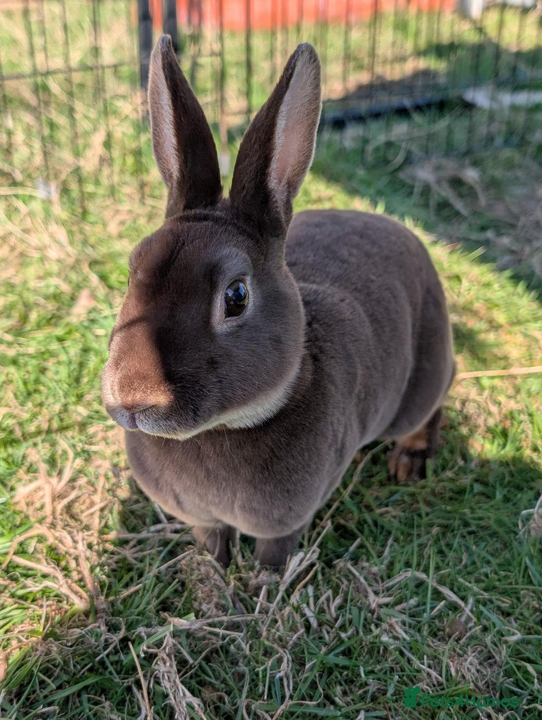 Rex rabbits for sale: Last 3 Mini Rex Babies - Image 5