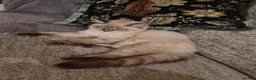 Ragdoll cats for sale: Pure breed Ragdoll  - Advert 6