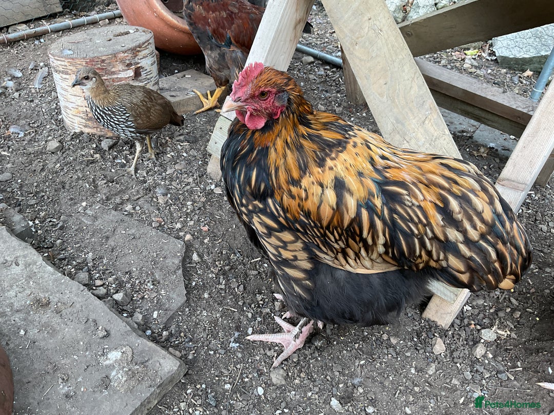 Chickens poultry for sale: Exhibition quality Gold Laced Orpington cockerels - Image 3