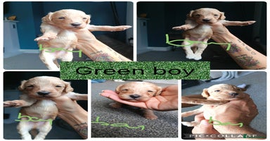 Mixed Breed dogs - Advert 8