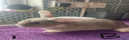 English Lop rabbits for sale: X2 8 week old Male lops  - Advert 3