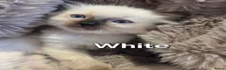 Ragdoll cats for sale: 🏆GCCF REG. EXTENSIVELY TESTED RAGDOLL KITTENS🌟 - Advert 4
