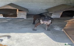 Pointer dogs for adoption: Rhea, 8 months approx. Available for adoption. - Image 4