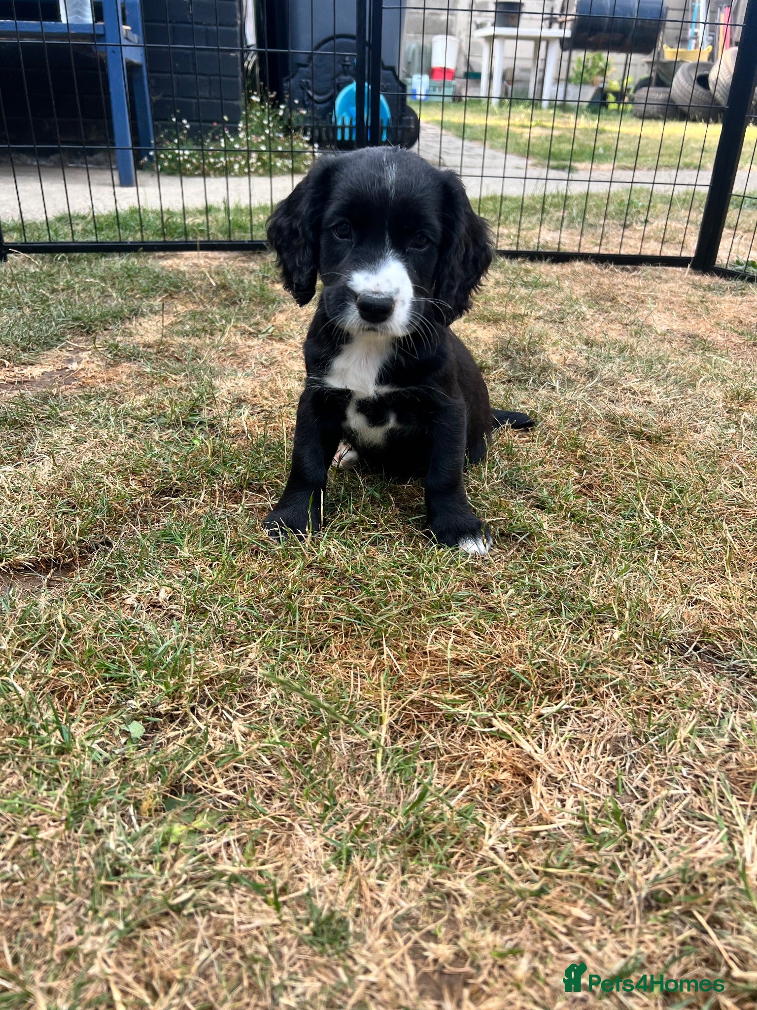 Sprocker dogs Sprocker spaniel puppies - Advert 14