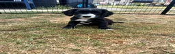 Sprocker dogs for sale: Sprocker spaniel puppies - Advert 1
