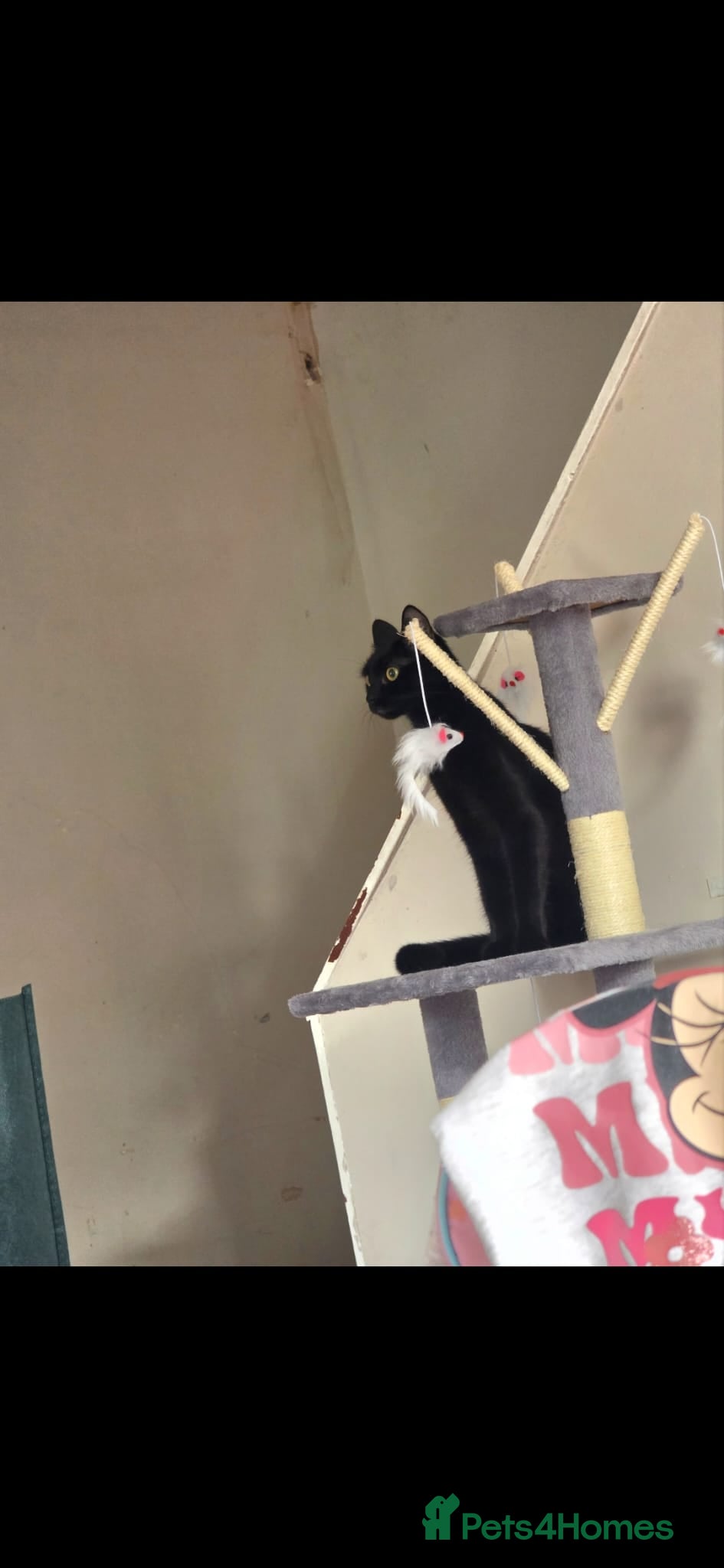 Mixed Breed cats Two loving female cats looking for a forever home. - Advert 1