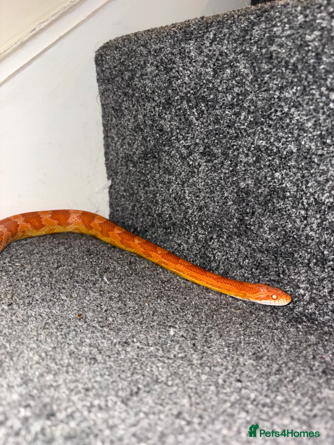 Corn Snake reptiles for sale: Beautiful male corn snake  - Advert 2