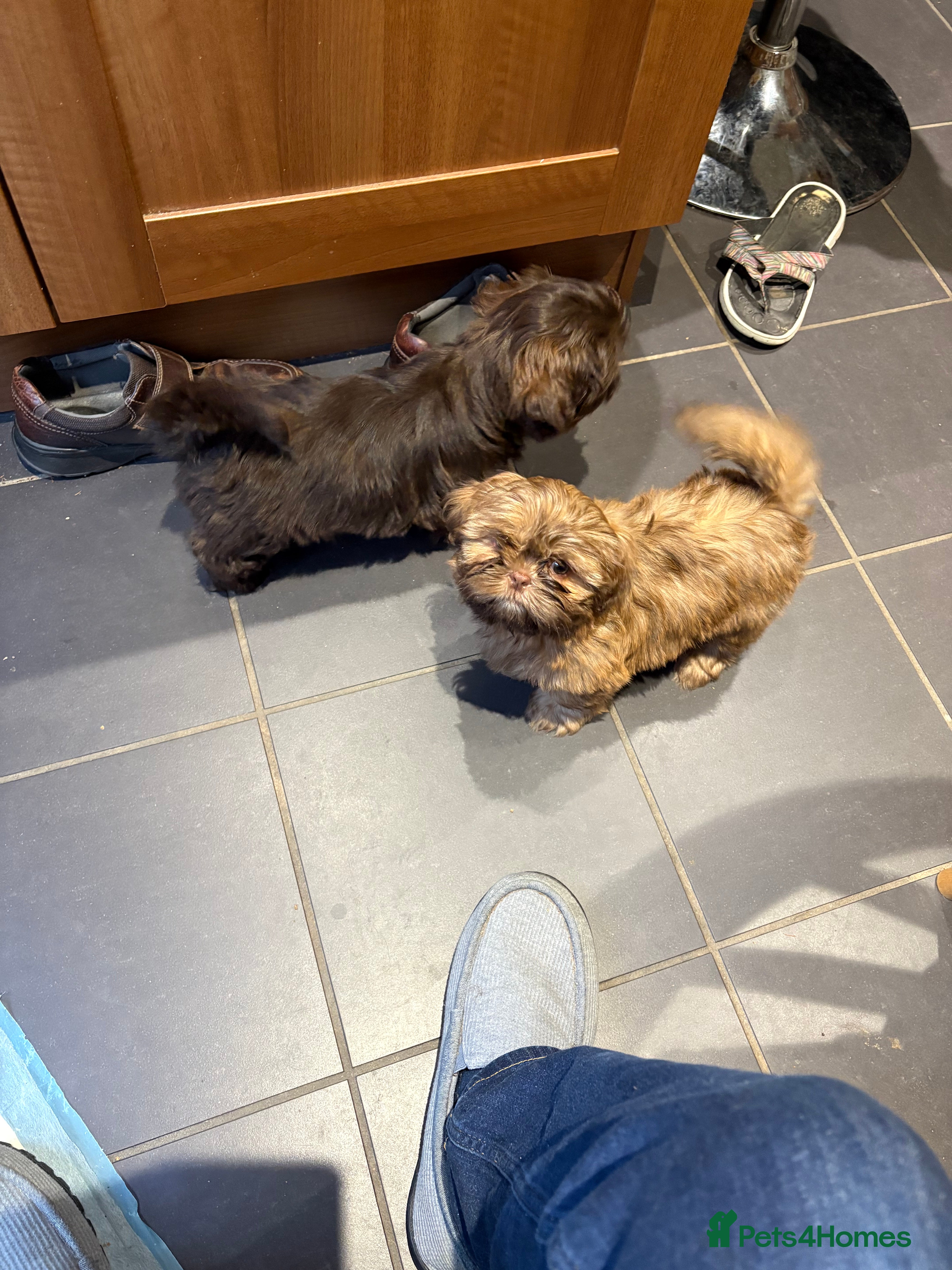 Shih Tzu dogs Karashishi shih tzu Ready Now - Advert 1