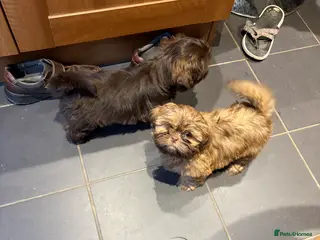 Shih Tzu dogs Karashishi shih tzu Ready Now - Advert 1