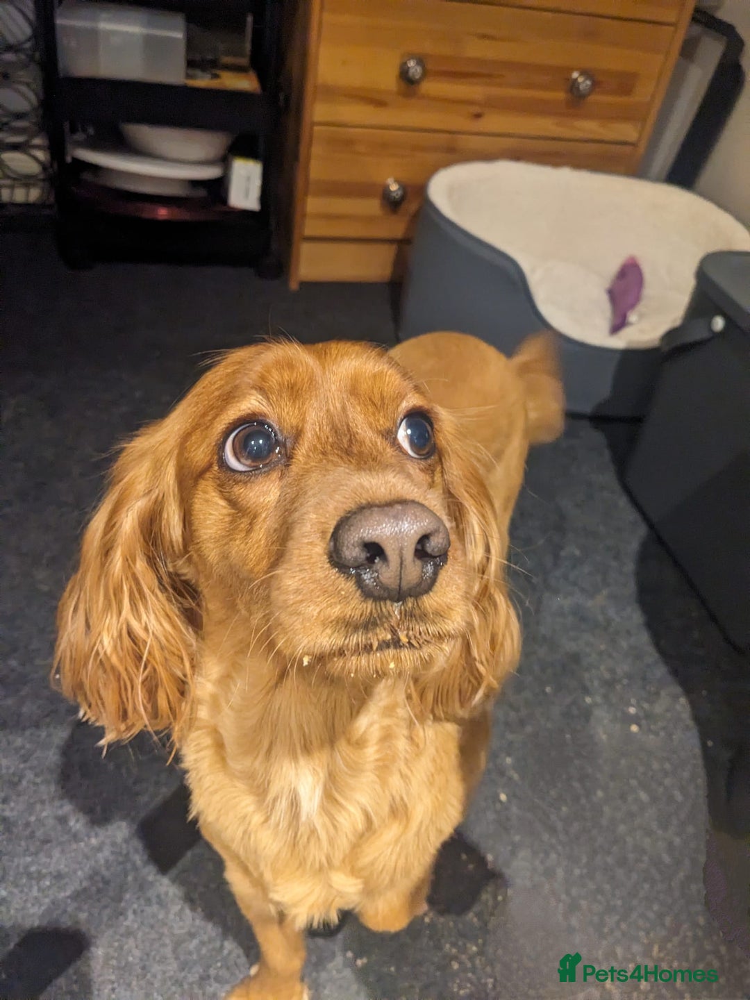 Cockapoo dogs for sale: Loving Home Wanted for Our Beautiful Cockapoo  - Image 5