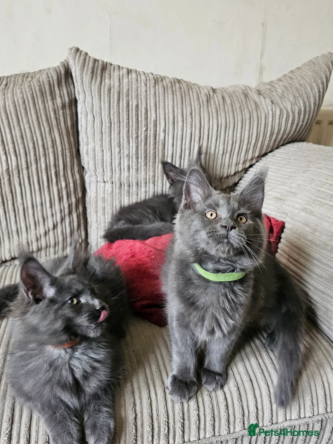 Maine Coon cats for sale: Blue Maine Coon Kittens in Dover - Advert 12
