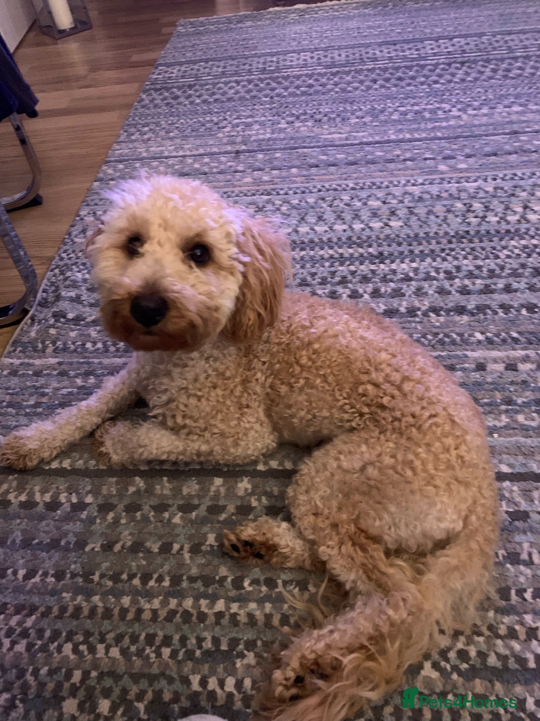 Cockapoo dogs for sale: Loving Home Needed for Cockapoo, Honey! - Image 4