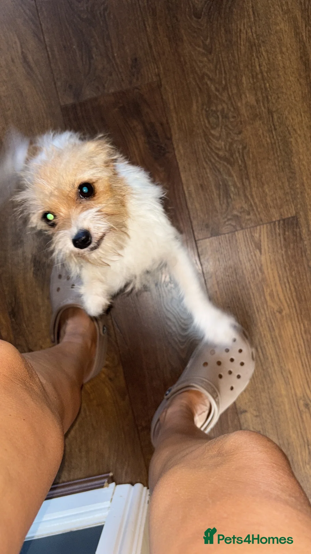 Jack Chi dogs for sale: Gizmo in Walsall - Advert 5