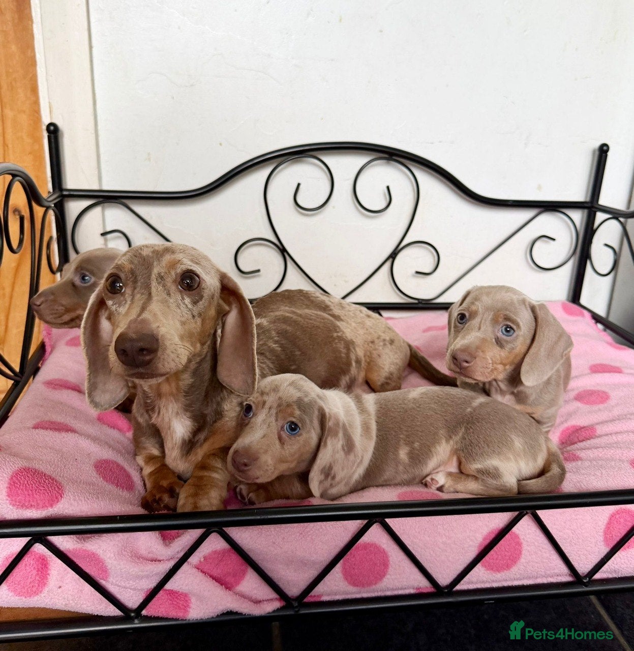 Miniature Dachshund dogs 3 MINIATURE DACHSHUND PUPPIES - Advert 2