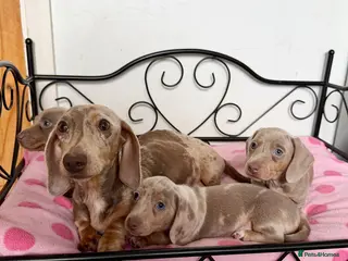 Miniature Dachshund dogs 3 MINIATURE DACHSHUND PUPPIES - Advert 1