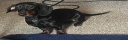 Mixed Breed dogs for sale: Dachshund - Advert 1