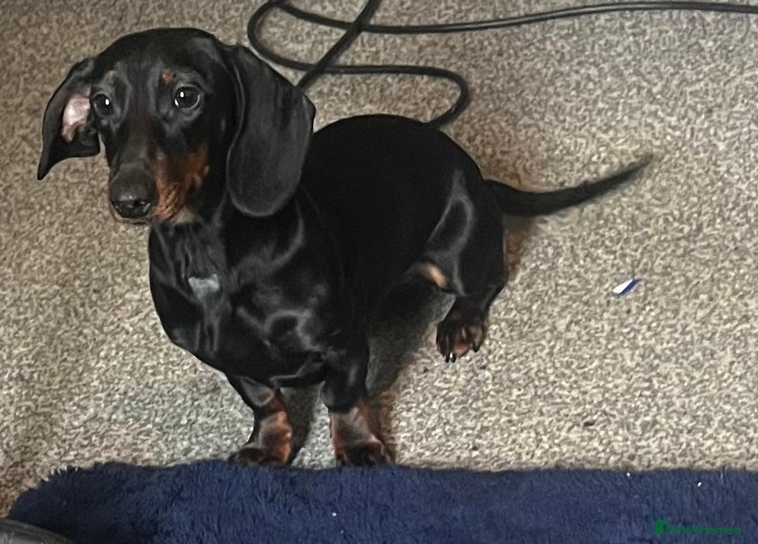 Mixed Breed dogs for sale: Dachshund - Advert 1