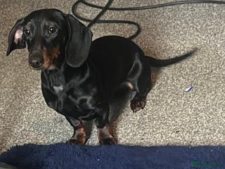 Mixed Breed dogs Dachshund - Advert 3