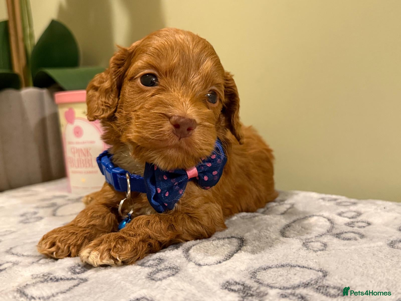Cockapoo dogs ⚜️🌸Lady Whistledown  F1 Cockapoos🌸⚜️ - Advert 1