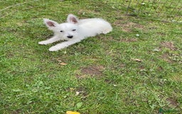 West Highland Terrier dogs for sale: Beautiful west highland terriers puppys - Image 24
