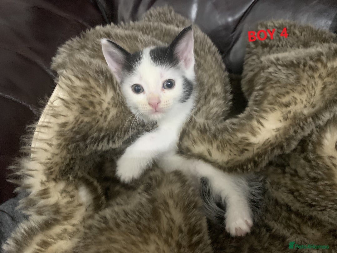 Mixed Breed cats for sale: 6 X BEAUTIFUL MIXED BREED KITTENS BORN 23.08.2025  - Image 14