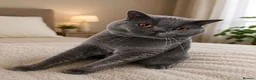 Scottish Fold cats for sale: I will take off the Scotch in Newry - Advert 2