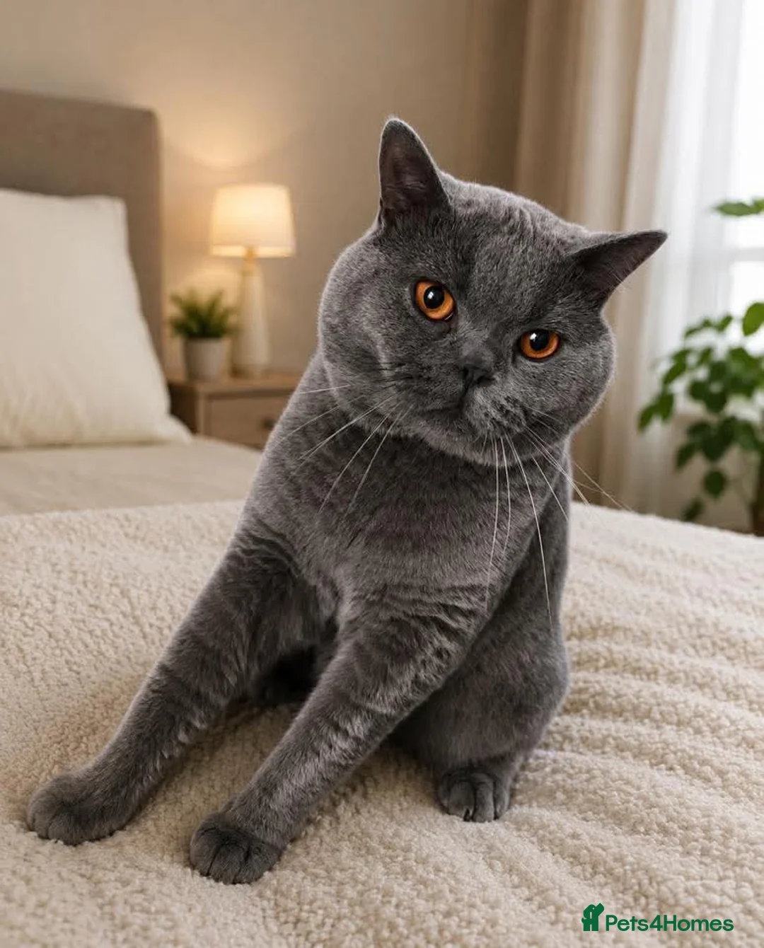 Scottish Fold cats for sale: I will take off the Scotch in Newry - Advert 2